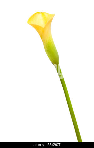 Calla jaune isolé sur fond blanc Banque D'Images