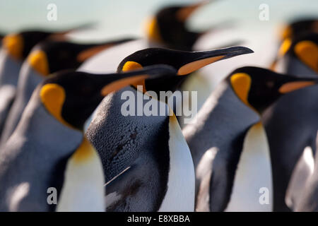 (141016) -- Point de bénévoles, 16 octobre 2014 (Xinhua) -- File photo prise le 5 avril 2012 montre un groupe de manchots royaux sur une plage de la péninsule de Point de bénévoles, dans les îles Falkland. Les îles Malouines ont été attribués dans la "meilleure destination de la faune et de la Nature" de "l'Voyage Choice Awards', organisé par le magazine de voyages britanniques "vendre". Le tourisme représente près de 90 pour cent de l'économie des îles. Au cours des dernières années, les îles ont reçu entre 40 et 60 000 passagers par an, ce qui représente une fuite économique approximatedly 12 millions de dollars américains, accordi