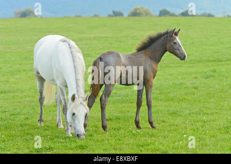 Jument poney Connemara poulain et dans le domaine Banque D'Images