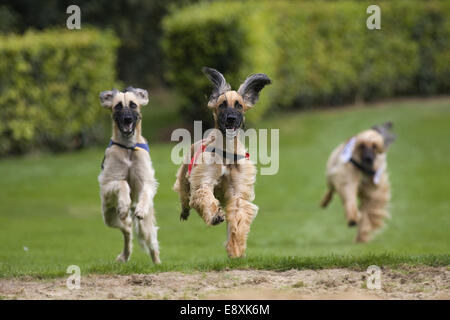 Trois lévrier afghan au Greyhound Racing Banque D'Images