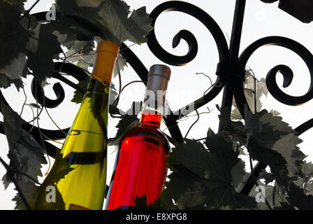 Les bouteilles de vin entre les feuilles de vigne Banque D'Images