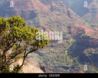 Waimea Canyon flowering bush Banque D'Images