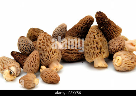 Morel Mushroom Banque D'Images