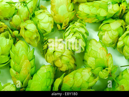 Le houblon doré sur blanc Banque D'Images