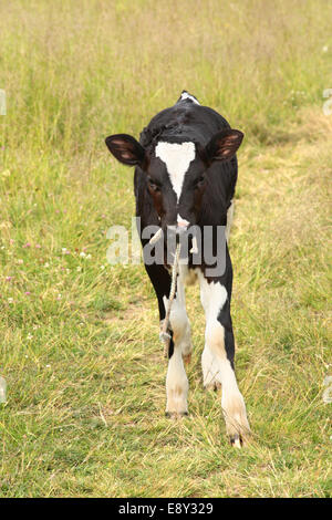 Mignon bébé vache dans un pré Banque D'Images