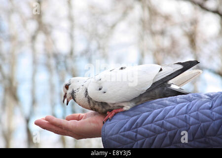 Dove se nourrissant de woman's hand Banque D'Images