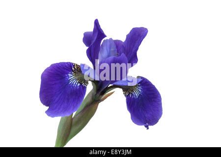 Iris bleu fleur. Isolated on white Banque D'Images