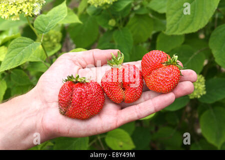 Fraises a eu lieu sur des plantes Banque D'Images