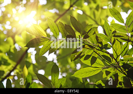 Matin soleil brille à travers les feuilles fraîches Banque D'Images