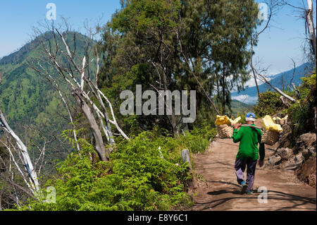 Transporteur de soufre en descendant du volcan Kawah Ijen (Ijen crater), Banyuwangi, l'Est de Java, Indonésie, Asie Banque D'Images