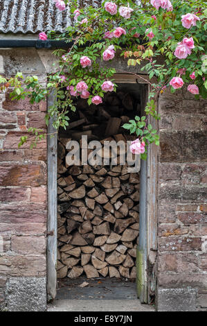 Jardin Tregrehan, Par, Cornwall, UK. Une rose brouille sur l'bûcher Banque D'Images