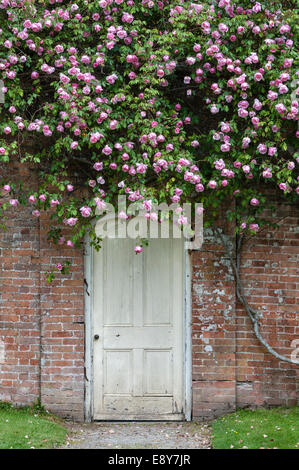 Jardin Tregrehan, Par, Cornwall, UK. Une rose recueillies auprès de Yunnan, Chine, par un ami de la propriétaire du jardin Banque D'Images