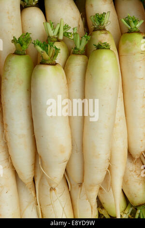 - Daikon radis japonais Banque D'Images