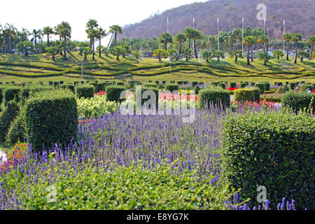 La lavande et le jardin botanique en topiaire Banque D'Images