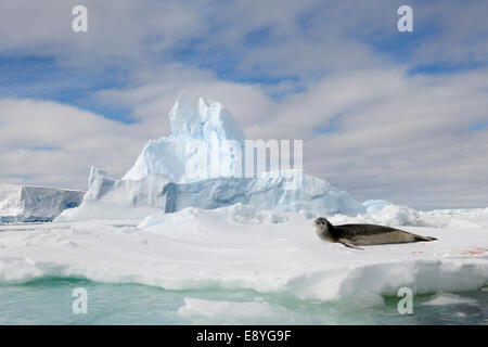 Hydrurga leptonyx léopard (joint) reposant sur un plateau de glace, mer de Ross, Antarctique. Banque D'Images