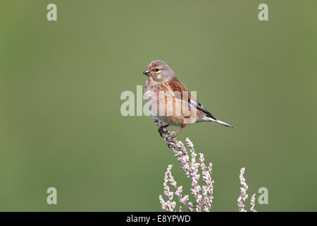 (Linnet Carduelis cannabina) hommes perchés dans domaine Wirral Merseyside UK Peut 55961 Banque D'Images