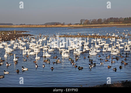 Martin simple Wildfowl and Wetlands Trust réserver avec cygnes chanteurs (Cygnus cygnus) et les canards en attente de temps d'alimentation Lancashire Banque D'Images