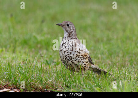 Mistle Thrush (Turdus viscivorus) butiner dans Cheshire UK Juin 50913 Champ Banque D'Images