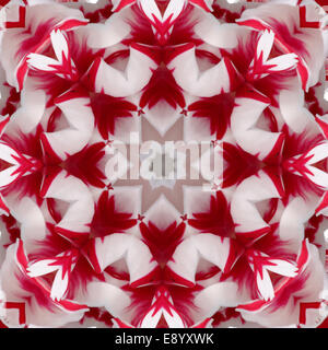 Mandala design kaléidoscopique . -Rouge Blanc Fleur Macro Centre Close-up Banque D'Images