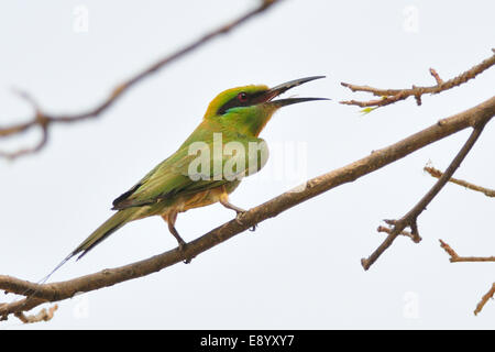 Swallow-tailed Bee-eater Merops hirundineus Meropidae,,, le Parc National de Gambela, en Éthiopie, l'Afrique Banque D'Images