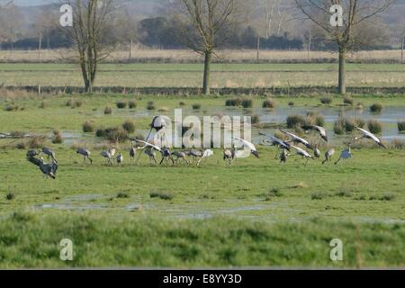 Les adultes et les juvéniles / communes grues eurasien (Grus grus) publié par le grand projet de grue à l'atterrissage par un convoyeur de grains fourragers. Banque D'Images