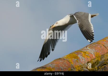 Moindre Goéland marin (Larus fuscus) adulte volant à basse altitude au-dessus d'un toit incrusté de lichen dans la lumière du soir, Gloucestershire, Royaume-Uni, Banque D'Images