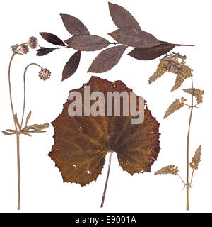 Feuilles de diverses fleurs et arbres, isolated on white Banque D'Images