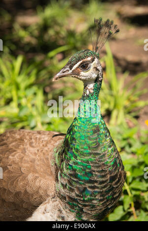 Château de Lisbonne Portugal Castelo de Sao Jorge peacock vert tête Banque D'Images