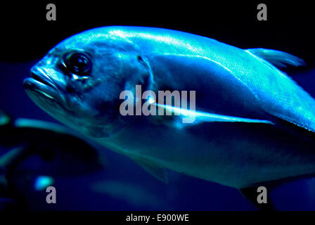 (Jack Crevalle Caranx hippos) Banque D'Images