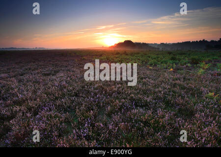 Misty morning sunrise ; Ocknell Plaine, Parc National de New Forest, Hampshire County ; Angleterre ; la Grande-Bretagne, Royaume-Uni Banque D'Images