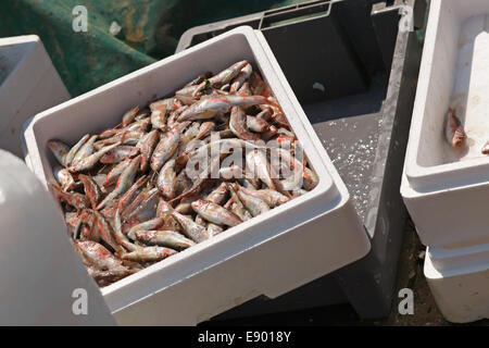 Grosse prise de rouget poisson en boîte en plastique sur les petits bateaux de pêche Banque D'Images