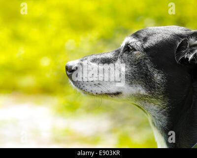 Un portrait d'un chien yeux dans la distance avec sa tête de profil Banque D'Images