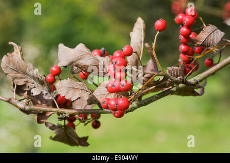 Sorbus borbasii des baies en automne. Banque D'Images