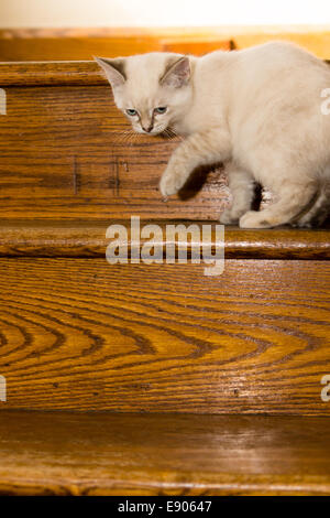 Un jeune chaton point flamme joue sur un escalier en bois intérieur, c'est la maison. Banque D'Images