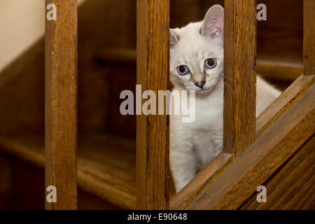 Une flamme point siamese kitten est assis sur un escalier et regarde à travers la balustrade en bois. Banque D'Images