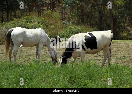 Une vache Holstein et un cheval blanc dans un pâturage à Cotacachi (Équateur) Banque D'Images