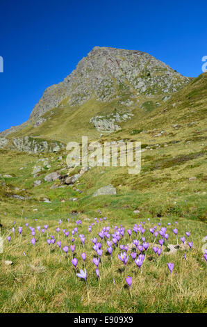 Vallée de floraison à l'automne Pyrénées Atlantique Banque D'Images