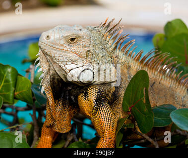 Œil de l’iguane Banque D'Images