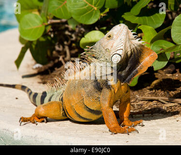 Danse d'accouplement de l'iguane Banque D'Images