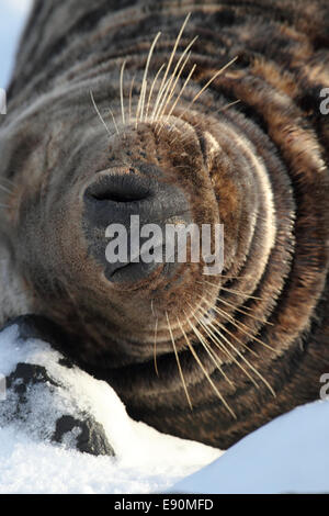 Joint gris Helgoland Banque D'Images