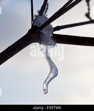 Icicle ornés des gouttes d'une branche d'arbre Banque D'Images