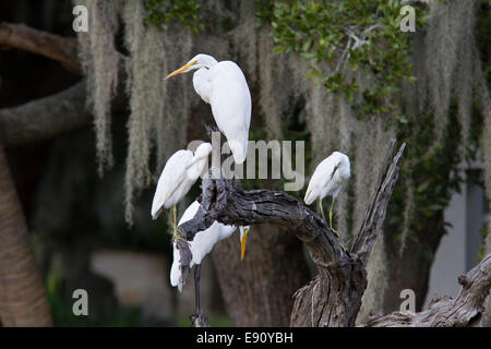 Les grandes aigrettes (Ardea alba) lissage Banque D'Images