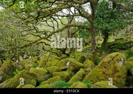 Les rochers de granit couvert de mousse et arbres de chêne avec mousses épiphytes, lichens et fougères Wistman's Wood, Dartmoor, Devon Banque D'Images