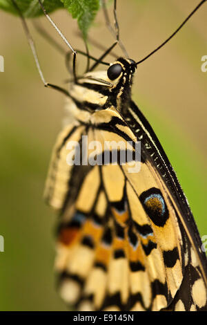 La chaux commune (papillon Papilio demoleus) Banque D'Images