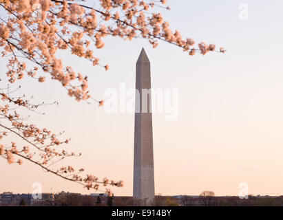 Cherry Blossom et Washington Monument Banque D'Images