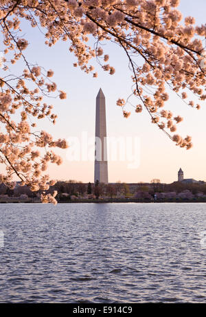 Cherry Blossom et Washington Monument Banque D'Images