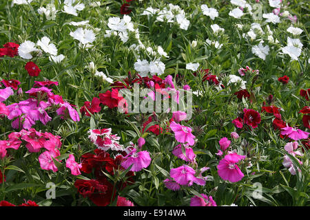 Variété de fleurs Banque D'Images