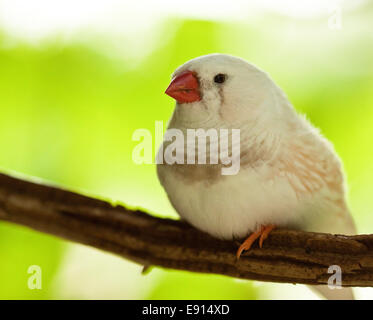 White zebra finch Banque D'Images