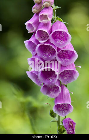 Digitalis purpurea, la digitale, digitale commune Banque D'Images