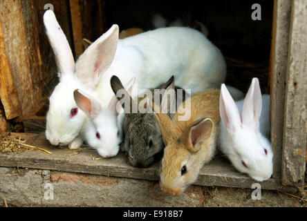 Famille de petits lapins Banque D'Images